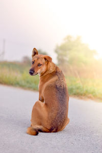 Dog looking away while sitting on road