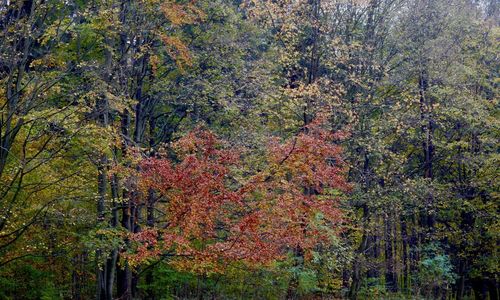 Trees in forest during autumn