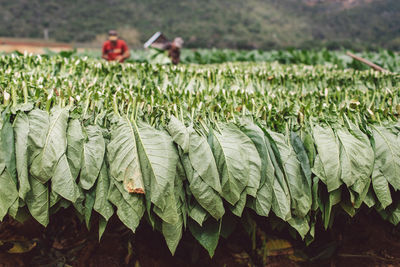 Close-up of crops growing on field