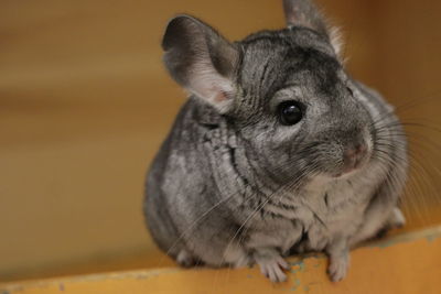 Close-up of a rabbit looking away