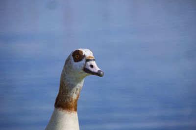 Close-up of bird against water