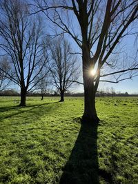 Sunlight streaming through trees on field