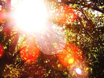 Low angle view of trees against sunlight