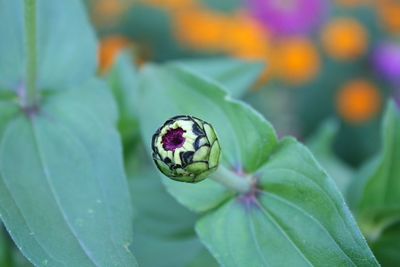 Close-up of insect on leaf