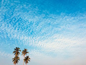 Low angle view of palm tree against cloudy sky