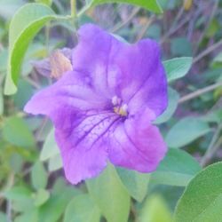 Close-up of purple flower blooming outdoors