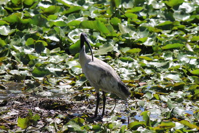 High angle view of australian white ibis perching by pond