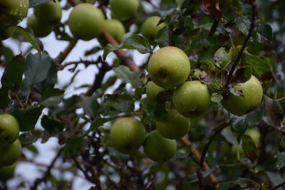 Fresh green apples on the branches are ready to be harvested.