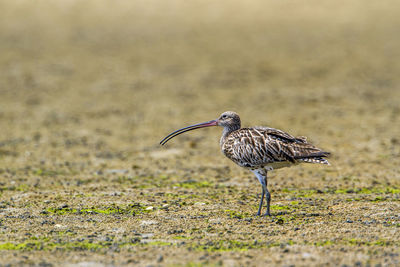 Side view of a bird walking on a land
