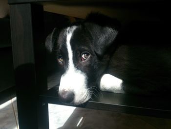 Close-up of dog looking away at home