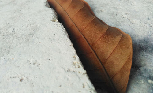 Low section of man legs