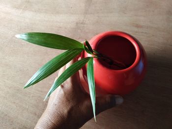 Close-up of hand holding red leaves