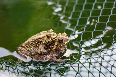 Close-up of frog on metal fence