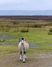 Horse standing in a field