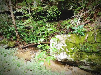 Trees growing in forest