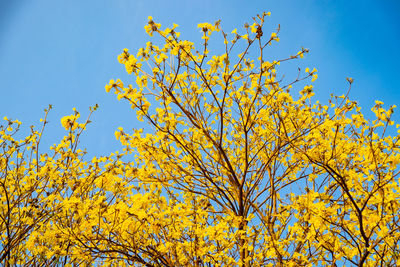 Low angle view of yellow flowering plant against clear blue sky