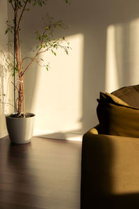 Potted plant on table