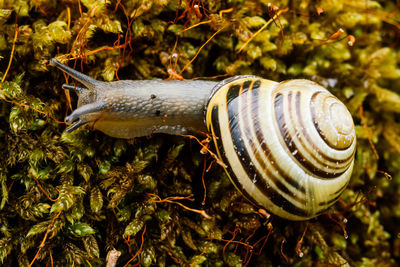 Closeup of an outstretched snail on a bed of moss