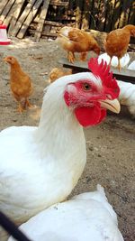 Close-up of rooster in farm