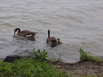 Ducks swimming in lake