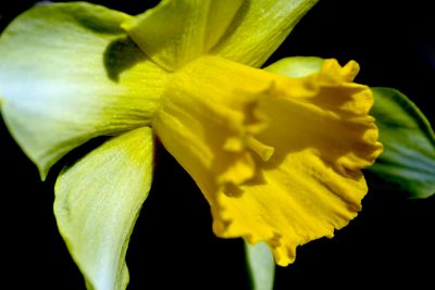 Close-up of flowers blooming against black background