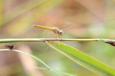 Close-up of dragonfly on plant