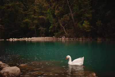 Swans swimming in lake