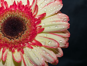 Close-up of water drops on flower