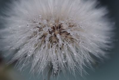 Full frame shot of white flower