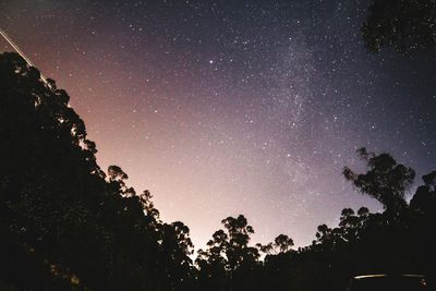 Low angle view of silhouette trees against star field