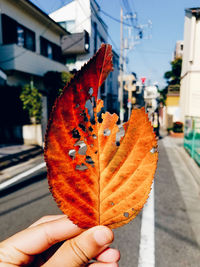 Close-up of hand holding maple leaf during autumn