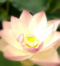 Close-up of lotus blooming outdoors