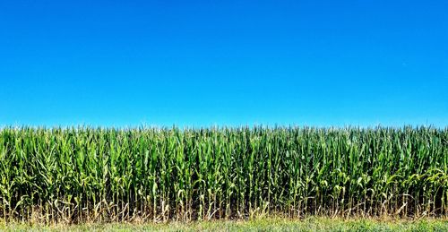 Crops growing on field against clear blue sky