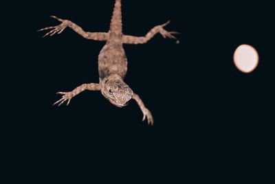 Close-up of lizard against black background