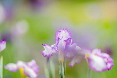 Close-up of purple flowering plant