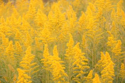 Full frame shot of yellow flowering plants