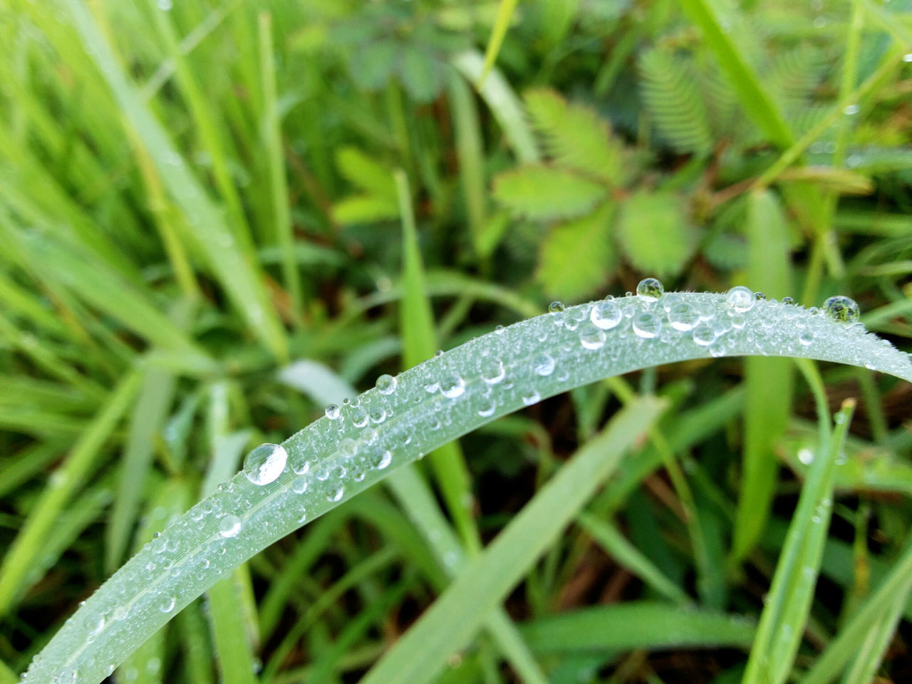 drop, grass, wet, green color, water, close-up, growth, blade of grass, dew, nature, freshness, beauty in nature, field, selective focus, focus on foreground, raindrop, plant, rain, fragility, droplet