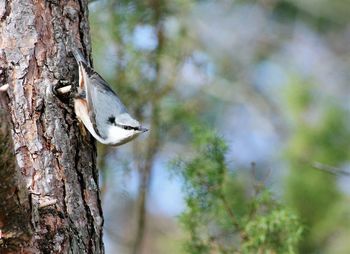 Close-up of bird perching on tree trunk