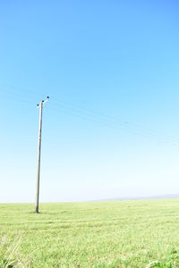 Scenic view of field against clear sky