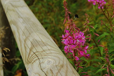 Close-up of butterfly on pink flowers