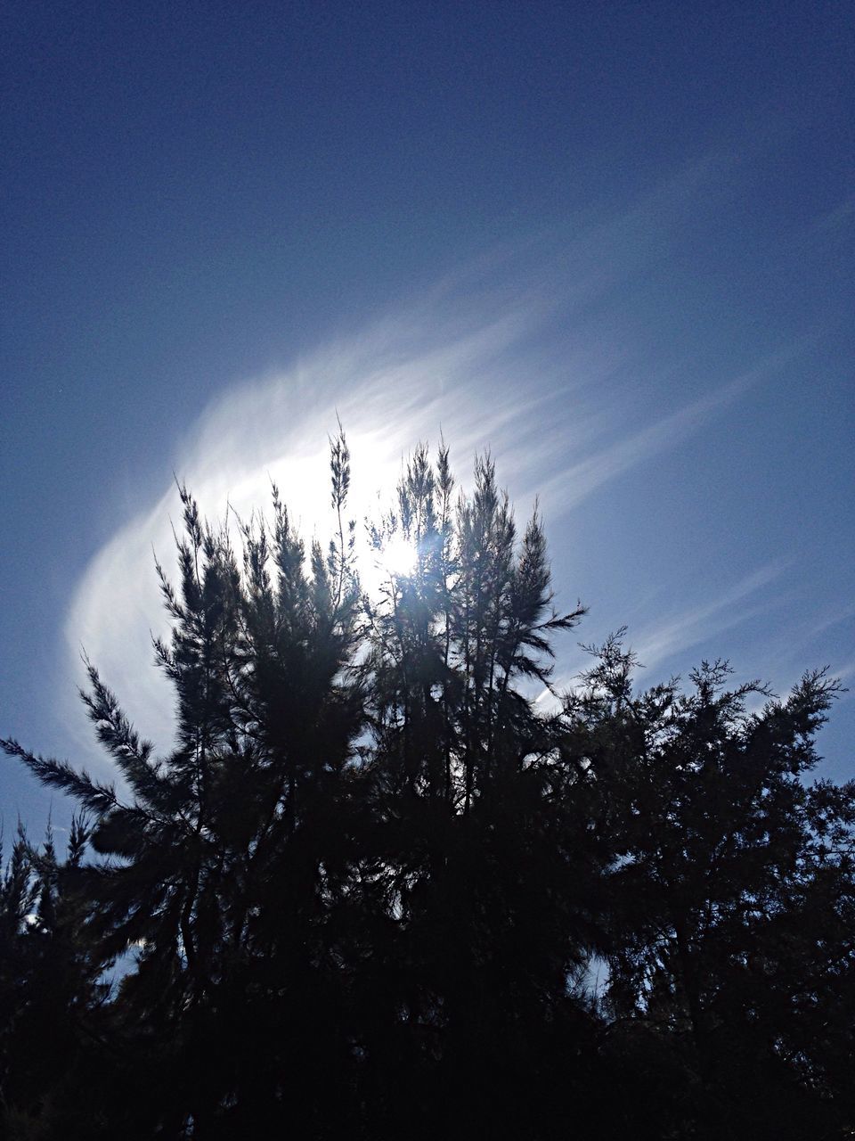 low angle view, tree, silhouette, sky, tranquility, blue, nature, beauty in nature, growth, sunlight, scenics, sun, tranquil scene, branch, sunbeam, outdoors, no people, clear sky, day, cloud - sky