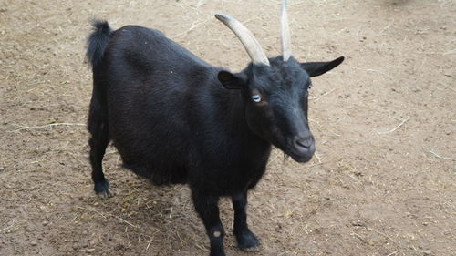 Close-up of black horse standing on field