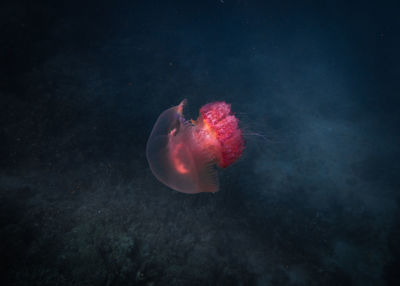 Close-up of jellyfish swimming in sea