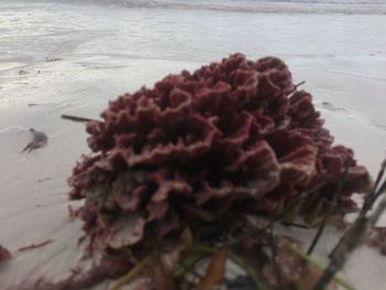 Close-up of flowering plant on sea shore