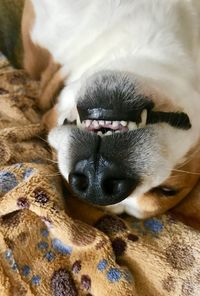 Close-up portrait of a dog sleeping