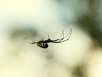 Close-up of insect against blurred background