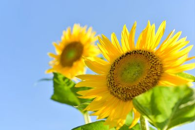 Close-up of fresh sunflower blooming against sky