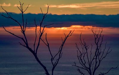 Silhouette plants against dramatic sky during sunset