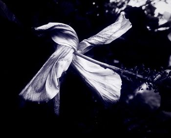 Close-up of flower against blurred background