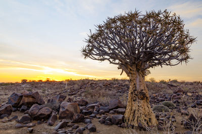 A quiver tree at the quiver tree forest near keetmanshoop, a town in southern namibia